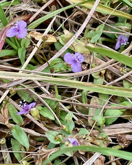 Murdannia spirata parviflora