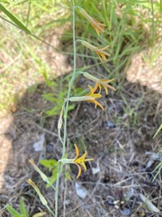 Dipcadi marlothii