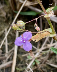 Murdannia spirata parviflora