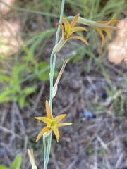 Dipcadi marlothii