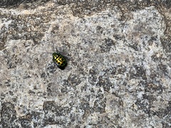 Chrysocoris stockerus