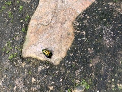 Chrysocoris stockerus