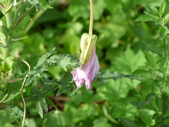 Oenothera centaurifolia
