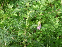 Oenothera centaurifolia