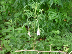 Oenothera centaurifolia