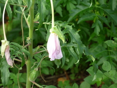 Oenothera centaurifolia
