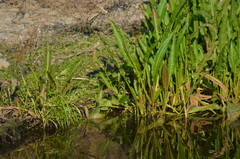 Phylloscopus collybita