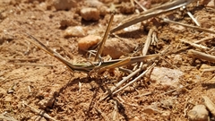 Chromacrida radamae