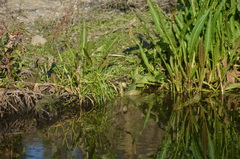 Phylloscopus collybita