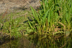 Phylloscopus collybita