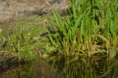 Phylloscopus collybita