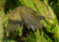 Phylloscopus collybita