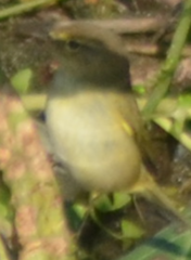 Phylloscopus collybita