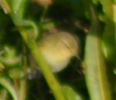 Phylloscopus collybita