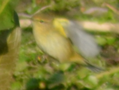 Phylloscopus collybita