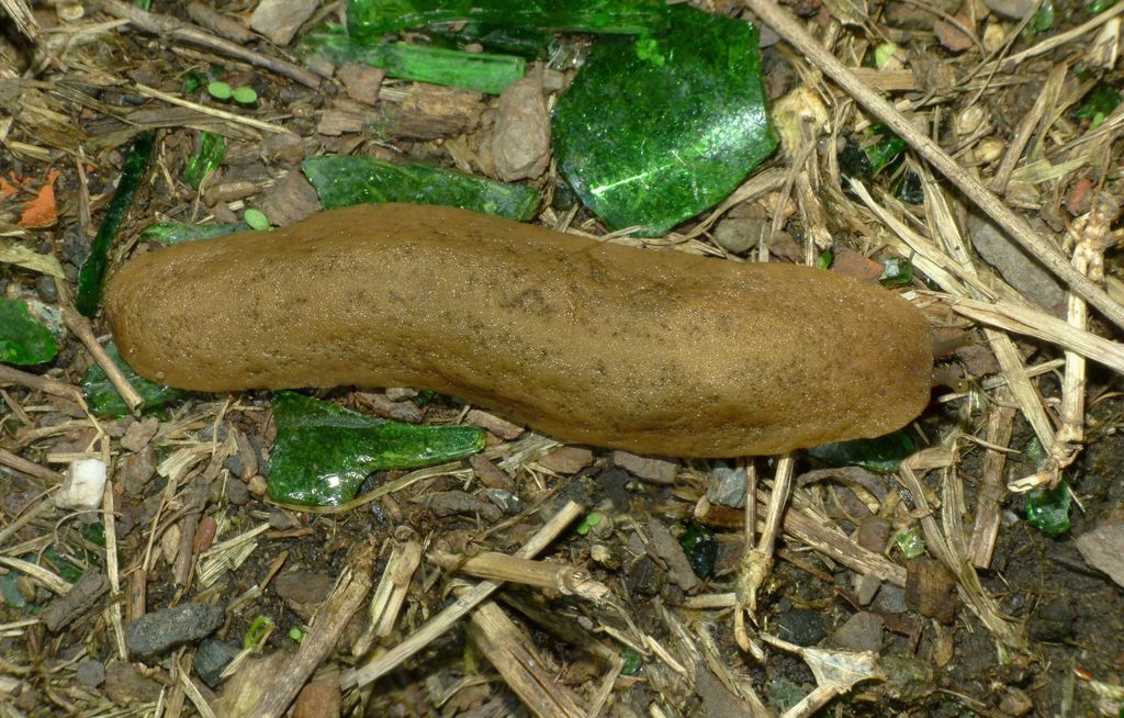 Caribbean leatherleaf