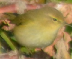 Phylloscopus collybita