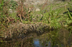 Phylloscopus collybita