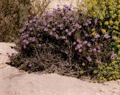 Globularia arabica