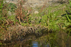 Phylloscopus collybita