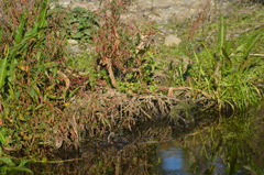 Phylloscopus collybita