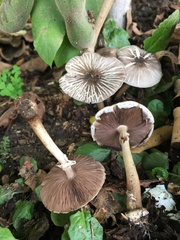 Agaricus
