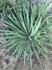 Agave colimana