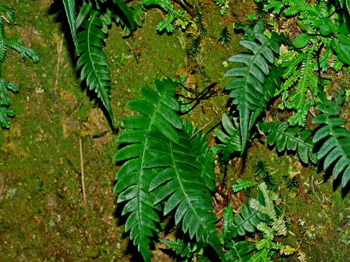 Blechnidium melanopus (Blechnidium melanopus)