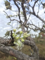 Curatella