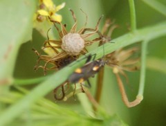 Capsodes sulcatus