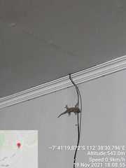 Gekko gecko