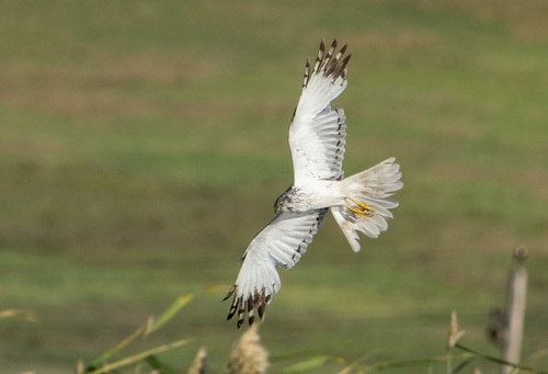 Eastern Marsh Harrier