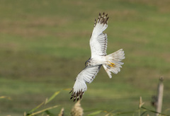 Eastern Marsh-Harrier photo 4