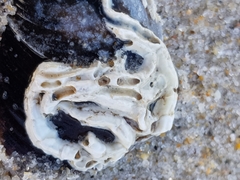 Spirobranchus lamarcki