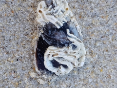 Spirobranchus lamarcki