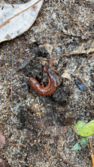 Pseudotriton montanus montanus