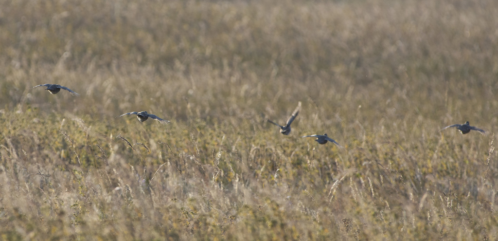 Daurian Partridge from Селенгинский рн, Респ. Бурятия, Россия on