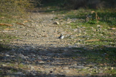 Motacilla alba
