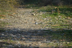 Motacilla alba