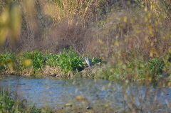 Ardea cinerea