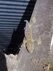 Gekko gecko