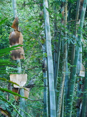 Dendrocalamus giganteus, photograph (c) Jacy Chen, some rights reserved (CC BY)