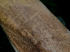 Dendrocalamus giganteus, photograph (c) Jacy Chen, some rights reserved (CC BY)