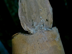 Dendrocalamus giganteus, photograph (c) Jacy Chen, some rights reserved (CC BY)