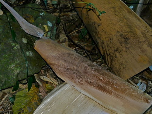 Image of Dendrocalamus giganteus by (c) Jacy Chen, some rights reserved (CC BY)