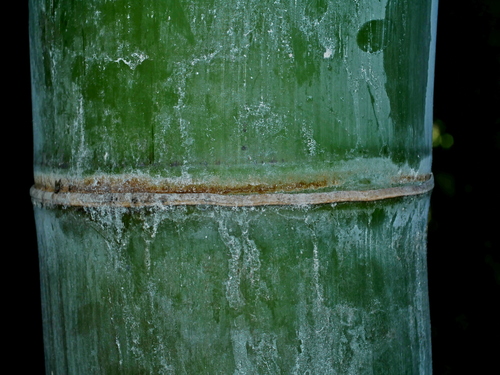 Image of Dendrocalamus giganteus by (c) Jacy Chen, some rights reserved (CC BY)