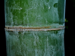 Dendrocalamus giganteus, photograph (c) Jacy Chen, some rights reserved (CC BY)