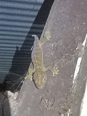 Gekko gecko