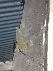 Gekko gecko