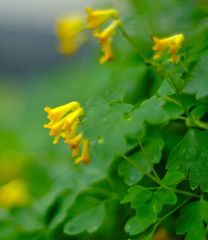 Pseudofumaria lutea